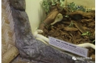 白化加州王蛇有毒吗，为什么不怕蛇毒（咬人）