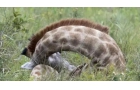 长颈鹿可以趴着睡觉吗，环境绝对安全时会选择趴着睡觉