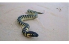 毒蛇中最毒的蛇，艾基特林海蛇和贝尔彻海蛇堪称毒王