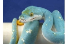 蟒蛇哪种最珍贵，蓝化绿树蟒可以售出高达300万的价格