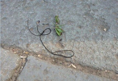 铁线蛇有毒吗，铁丝蛇是蛇亚目盲蛇科下的一种无毒蛇种