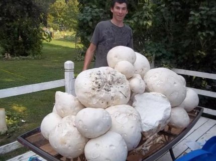 巨型白地菇多少钱一斤，一斤蘑菇接近20万元的价格