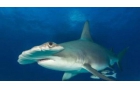 世界上最孤独的鲨鱼，512岁的格林兰鲨同期小伙伴们都已死