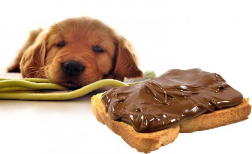 狗为什么不能吃巧克力，巧克力对狗来说是危险的食物