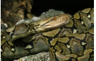 蟒蛇是几级保护动物